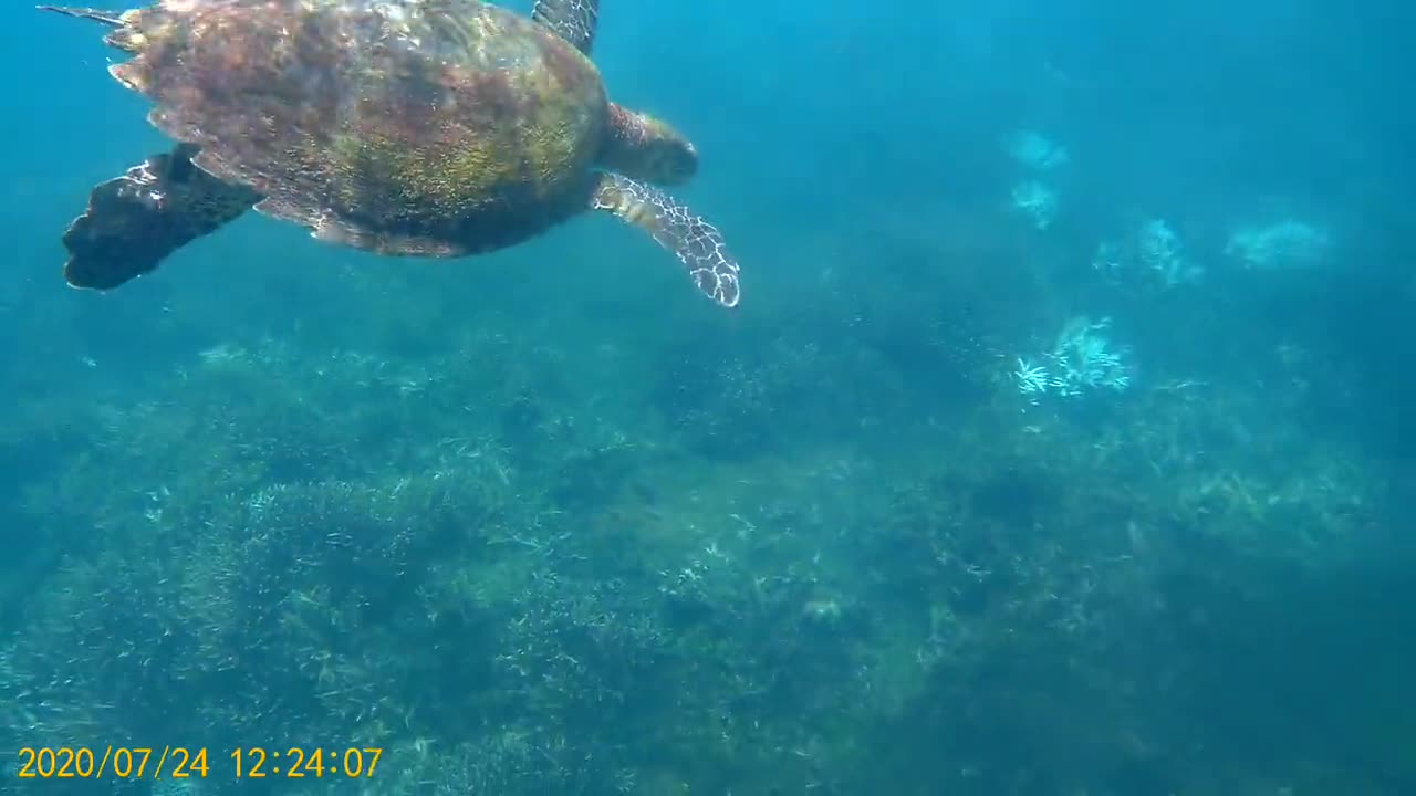 Colourful reef fish over coral while scuba diving in Trincomalee, Sri Lanka