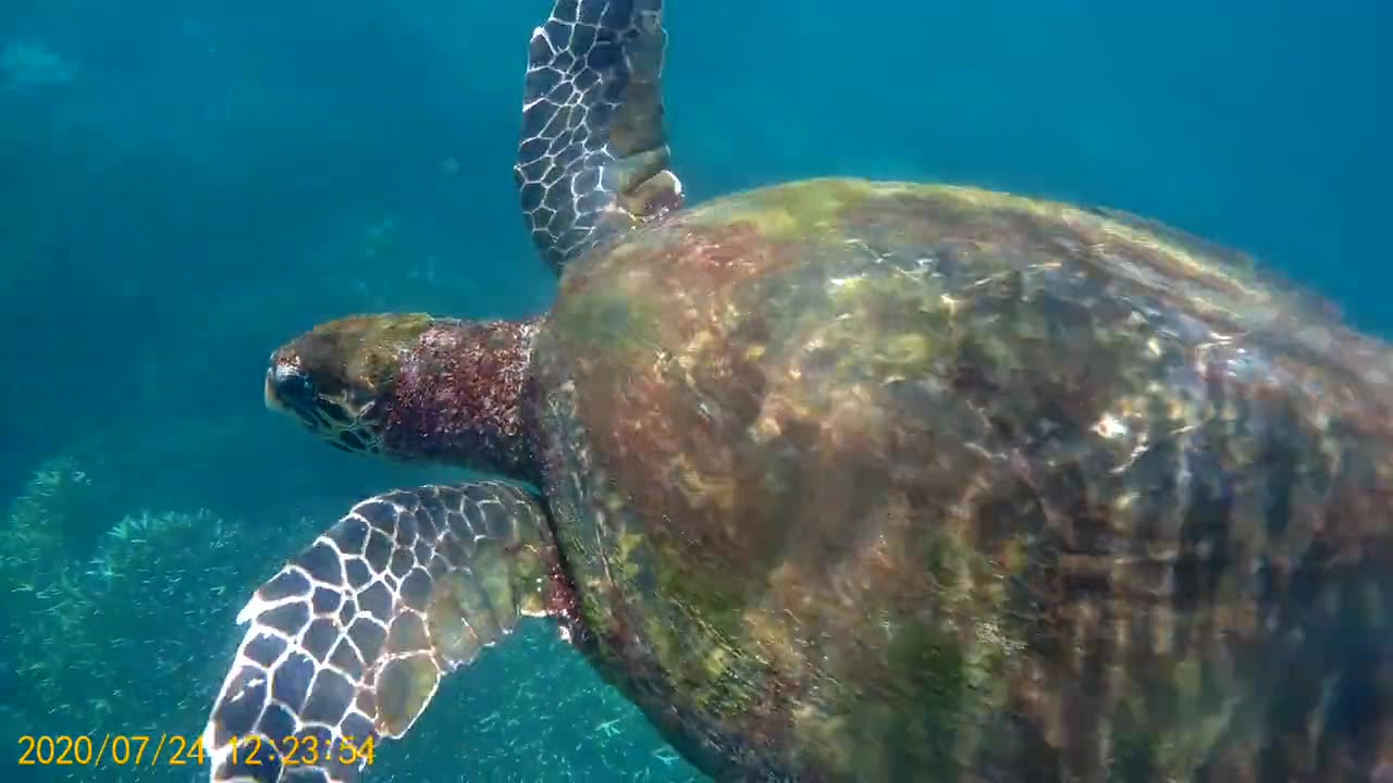 Living coral reef with tropical fish at Pigeon Island National Park, Trincomalee