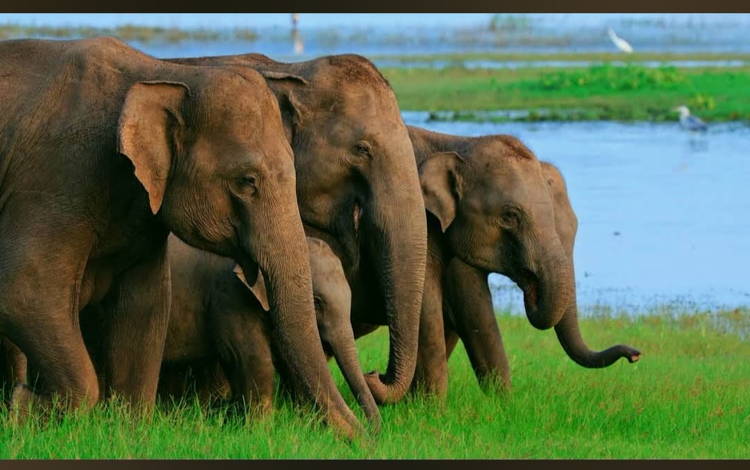 Elephant family with a baby grazing beside the reservoir at Minneriya National Park