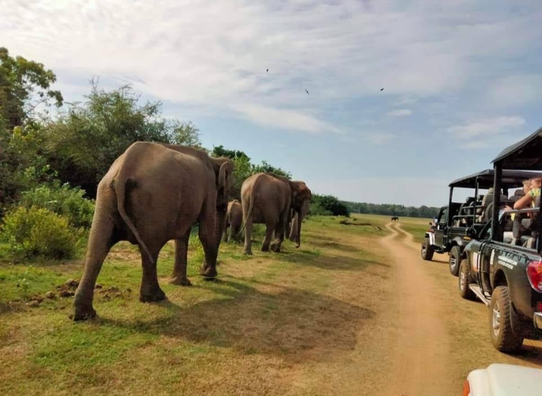 Elephants walking past safari jeeps in Kaudulla National Park, Sri Lanka