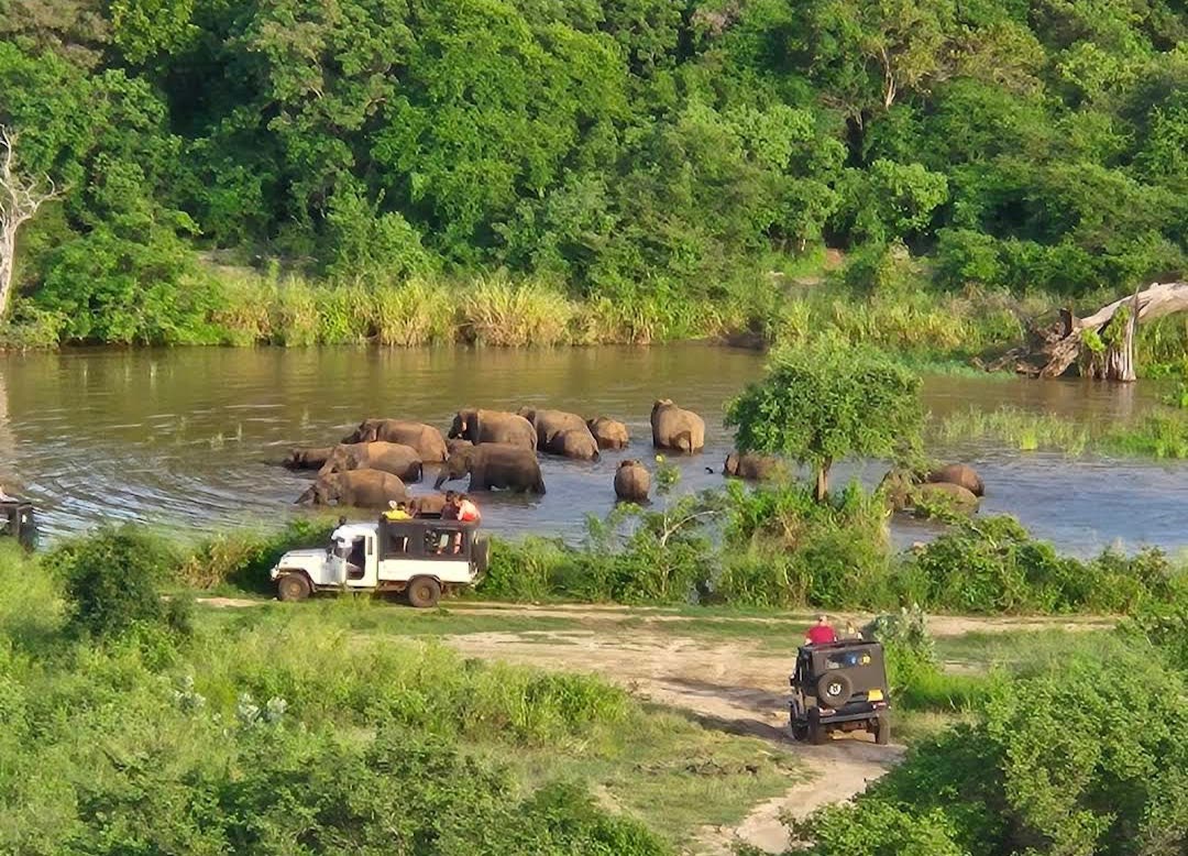 Elephant herd bathing in a river watched from safari jeeps in Wasgamuwa