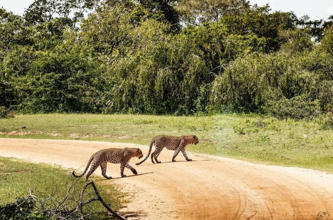 Two Sri Lankan leopards crossing a dirt road in Yala National Park