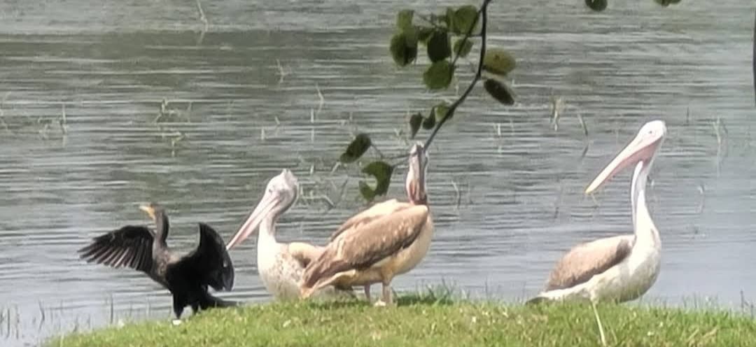 Pelicans and cormorant beside a lagoon in Kumana National Park bird sanctuary
