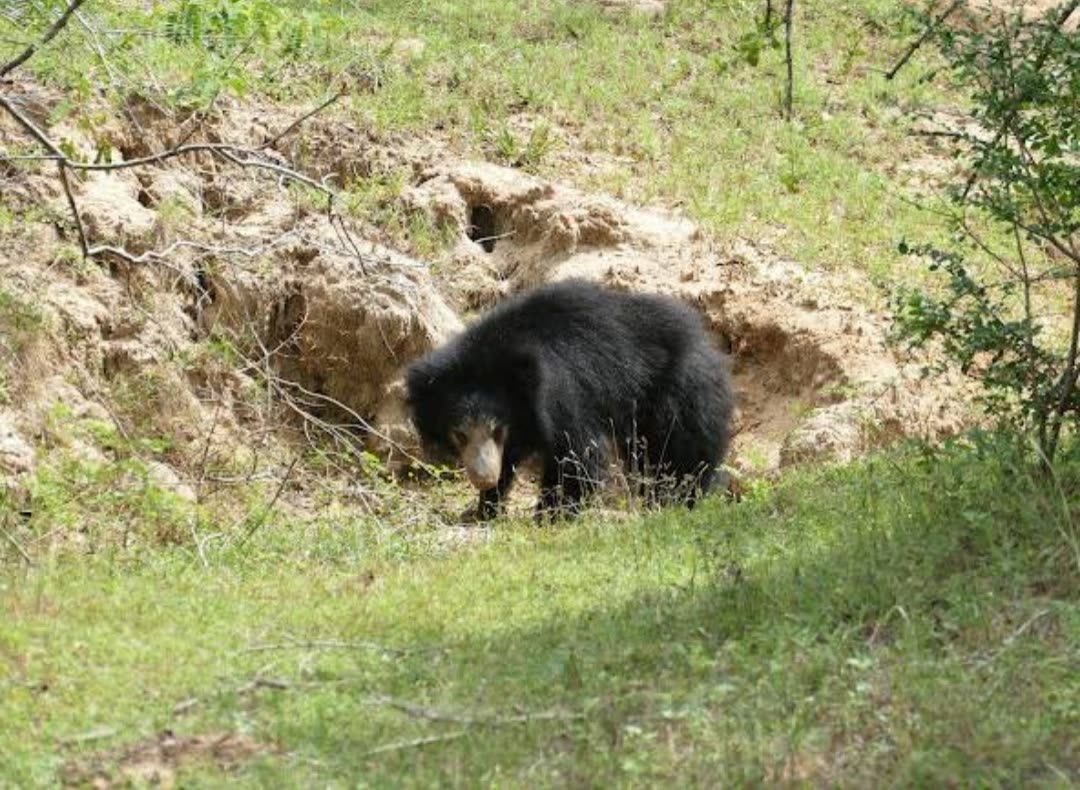 Wild sloth bear foraging in Wilpattu National Park, Sri Lanka