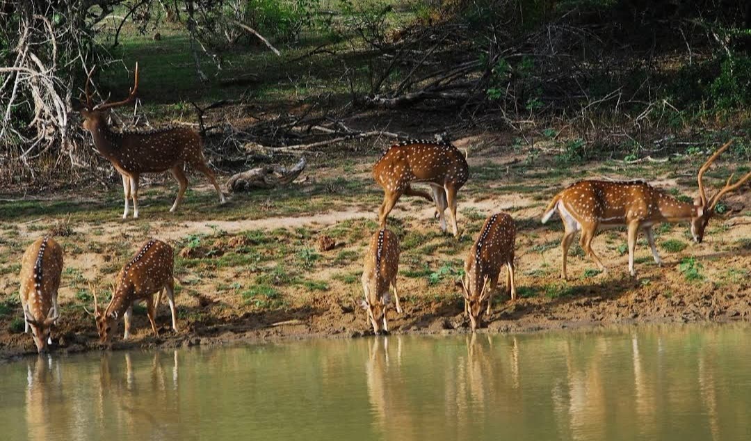 Spotted deer drinking at a waterhole in Wilpattu National Park