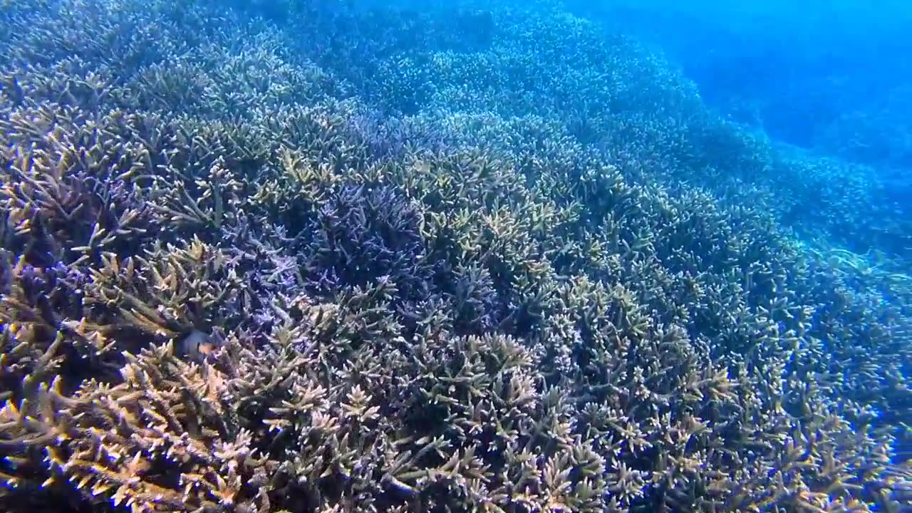 Blue whale tail diving during a private whale watching cruise off Trincomalee