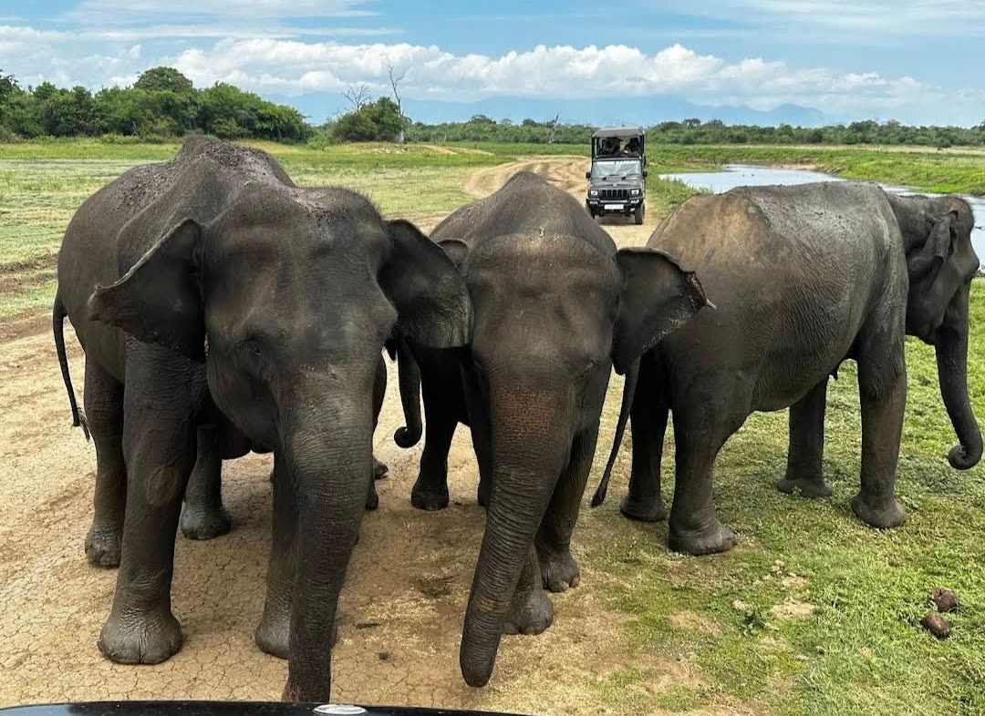 Herd of wild elephants approaching a safari jeep in Udawalawe National Park