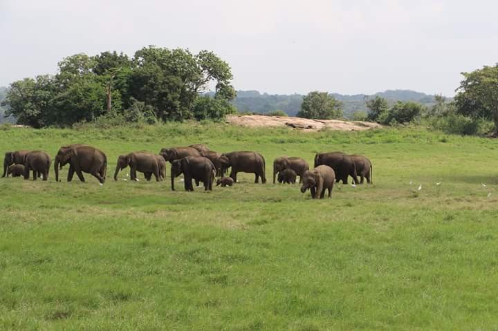 A herd of wild elephants grazing on the open grassland at Kaudulla National Park, Sri Lanka