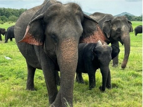 Close-up of an Asian elephant matriarch with pink-freckled ears and her calf at Minneriya