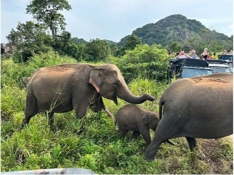An elephant family with a young calf feeding in tall grass with safari jeeps in the background