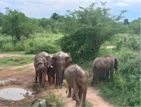 A family of elephants crossing the safari track in front of a jeep in Minneriya