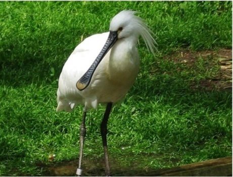 A Eurasian spoonbill wading on the grassy bank of the Minneriya tank