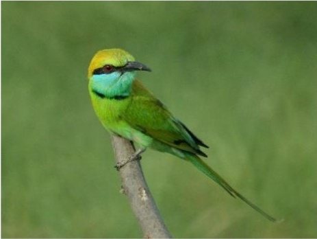 A green bee-eater perched on a thin branch in Minneriya National Park