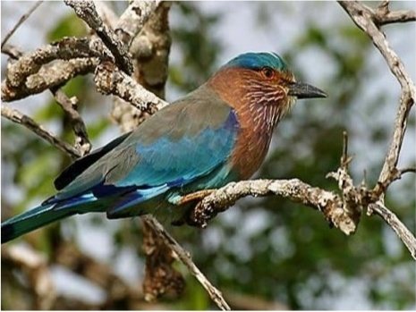 An Indian roller perched on a bare branch in Minneriya National Park