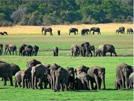 Hundreds of wild elephants gathered on the Minneriya grassland during an evening safari