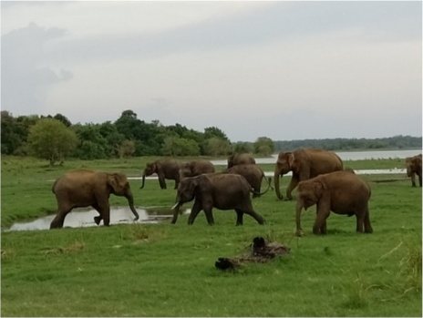 Elephants drinking at a waterhole in Minneriya National Park on a full day safari