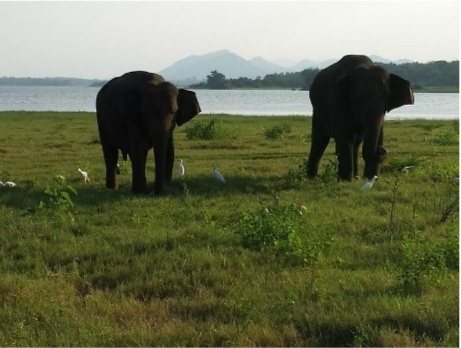 Two elephants beside the water at Kaudulla National Park on the Minneriya and Kaudulla combo safari