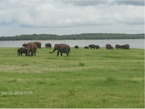 Elephant herd grazing on the open grassland beside the Minneriya tank on a morning safari