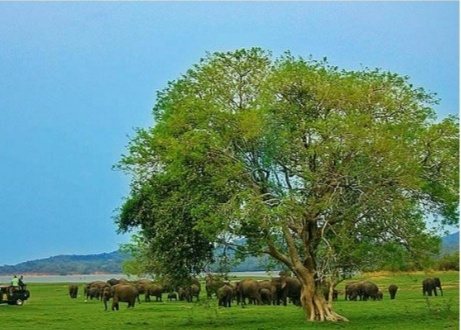 A big herd of elephants grazing around a lone tree on the Minneriya tank bed