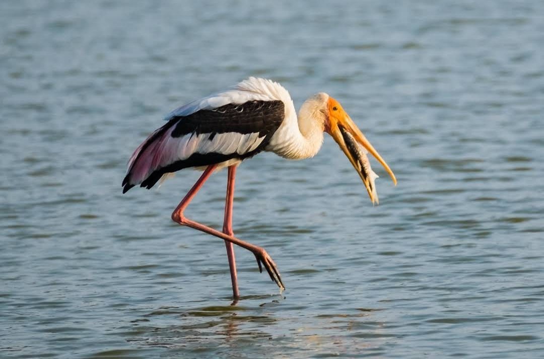 A painted stork catching a fish in the shallows of the Minneriya tank