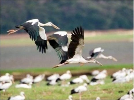 A flock of painted storks taking off from the Minneriya tank