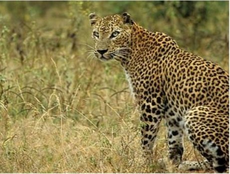 A Sri Lankan leopard sitting in dry grass in Minneriya National Park