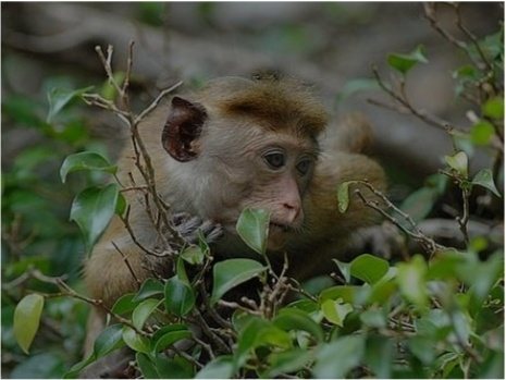 A toque macaque, endemic to Sri Lanka, sitting in foliage at Minneriya