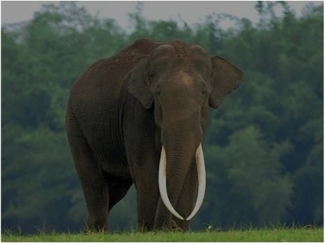 A large Sri Lankan tusker elephant with long tusks in Minneriya National Park
