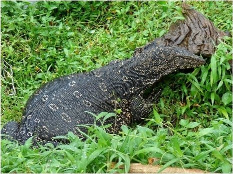 A land monitor lizard in the grass at Minneriya National Park