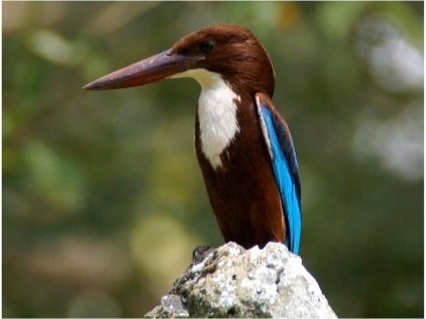 A white-throated kingfisher perched on a rock at Minneriya